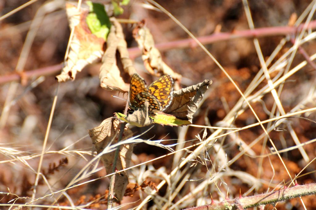 Melitaea athalia? S